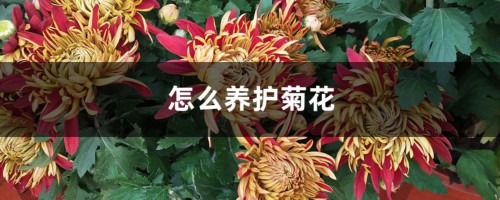 怎么养护菊花，菊花能养几年