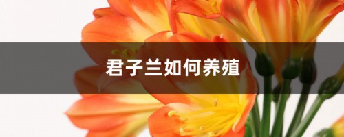 “君子兰”养殖用这招，叶子拳头宽，开花不夹箭！