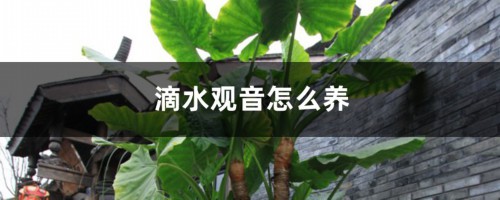 滴水观音怎么养