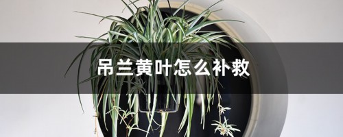 吊兰黄叶的原因和处理办法