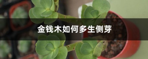 金钱木如何多生侧芽