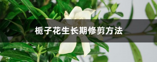 栀子花生长期修剪方法